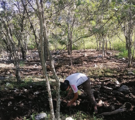 Cultivo Orgánico